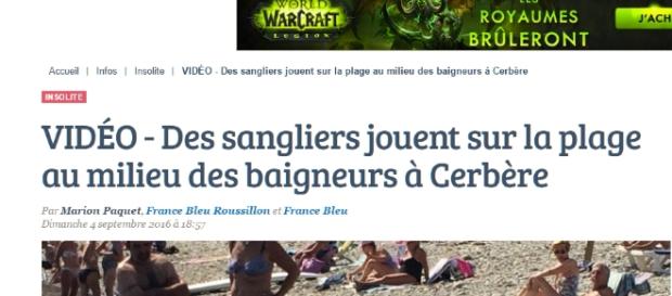 La laie et les marcassins sur la plage de Cerbère. Pas de cerbères anti-burkinis en vue. La laie et les marcassins sur la plage de Cerbère. Pas de cerbères anti-burkinis en vue.