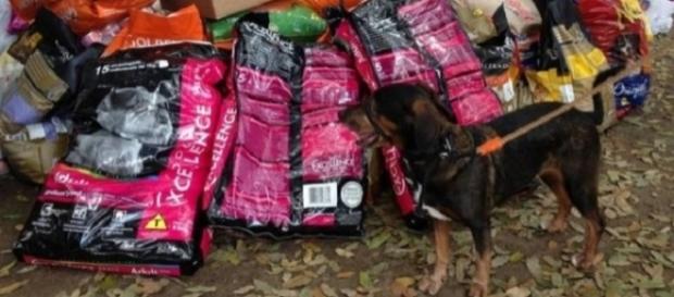 SUIPA precisa das doações para alimentar os cães (Foto: Maurício Ferro/ O Globo) SUIPA precisa das doações para alimentar os cães (Foto: Maurício Ferro/ O Globo)