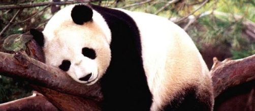 Il panda gigante non è più a rischio di estinzione- green.it