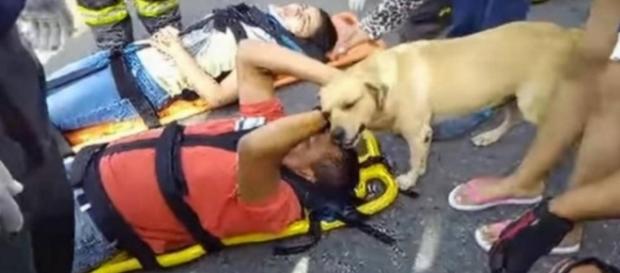 Cachorro tenta ajudar o dono - Foto/Reprodução Cachorro tenta ajudar o dono - Foto/Reprodução