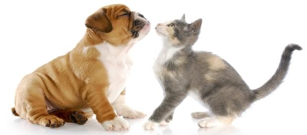 Cães vão mais ao veterinário do que gatos Cães vão mais ao veterinário do que gatos