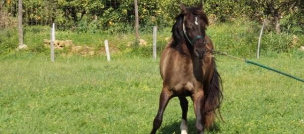 Le cheval...seul, libre, il existe ! Soumis, il souffre. Le cheval...seul, libre, il existe ! Soumis, il souffre.