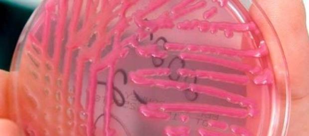 Imagens de bactérias transgênicas. Imagens de bactérias transgênicas.