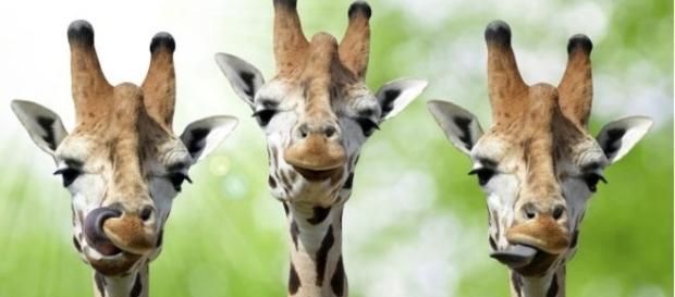 Las "jirafas" son en realidad cuatro especies diferentes. Las "jirafas" son en realidad cuatro especies diferentes.