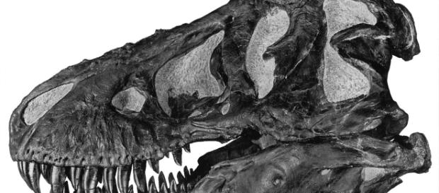 Tyrannosaurus-Schädel, A.E. Anderson - http://digitallibrary.amnh.org/dspace/handle/2246/49 (Gemeinfrei/Wikimedia) Tyrannosaurus-Schädel, A.E. Anderson - http://digitallibrary.amnh.org/dspace/handle/2246/49 (Gemeinfrei/Wikimedia)
