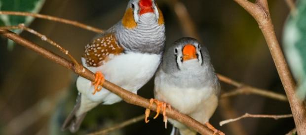 Zebra finch - Wikipedia, the free encyclopedia - wikipedia.org Zebra finch - Wikipedia, the free encyclopedia - wikipedia.org