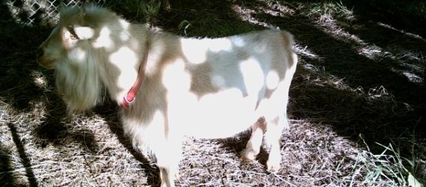 Frostie the Goat pygmy in field Photograph by the author Diana Rangaves Frostie the Goat pygmy in field Photograph by the author Diana Rangaves