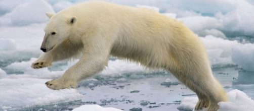 Polar bear jumping over ice floes. Wikimedia - Arturo de Frias Marques