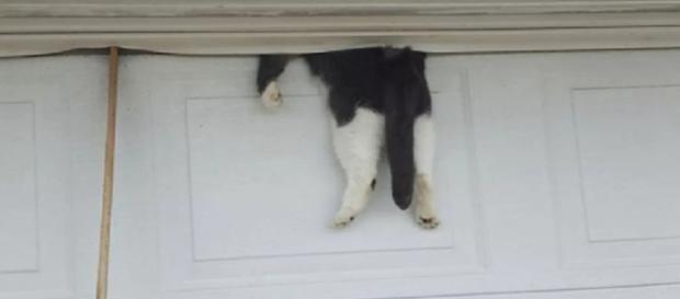 Gata é resgatada após ficar presa em garagem Gata é resgatada após ficar presa em garagem