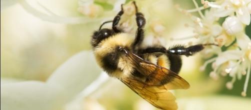Rusty patched bumblebee, first type of American bumblebee declared endangered, by Obama / Photo from 'National Geographic' - nationalgeographic.com