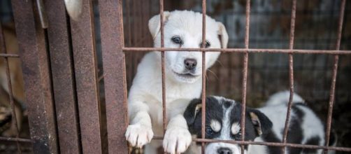 Two hundred dogs that were destined to being butchered for South Korea’s dog meat industry have been rescued.-- Humane Society International