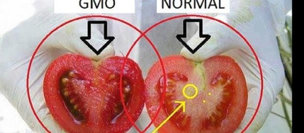 Imagem de um tomate produzido genticamente contra outro produzido naturalmente. Imagem de um tomate produzido genticamente contra outro produzido naturalmente.