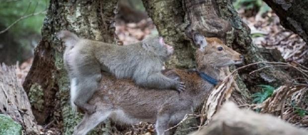 Jovem macaco é flagrado tentando fazer sexo com veado Jovem macaco é flagrado tentando fazer sexo com veado