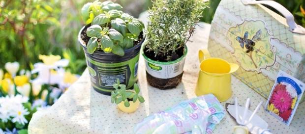 Temperos e outras plantas comestíveis podem ser cultivadas em casa Temperos e outras plantas comestíveis podem ser cultivadas em casa