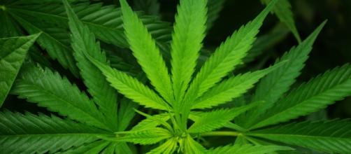 Cannabis medica: nuova ricerca sui benefici della marijuana