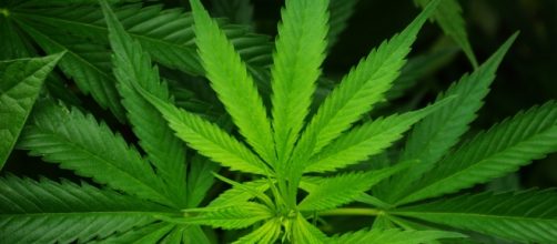 Cannabis medica: nuova ricerca sui benefici della marijuana