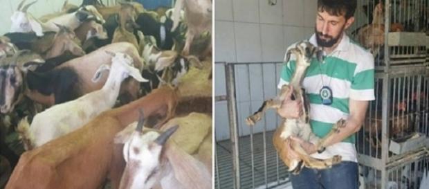 Animais resgatados pela Polícia Ambiental dentro de uma loja em condições precárias. Animais resgatados pela Polícia Ambiental dentro de uma loja em condições precárias.