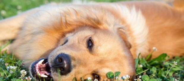 Le chien n'est pas le meilleur ami de l'homme ! - ubergizmo.com Le chien n'est pas le meilleur ami de l'homme ! - ubergizmo.com