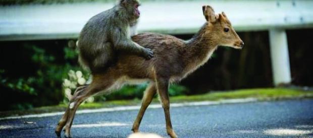 O macaco japonês da Ilha de Yakushima, no sul do país, foi filmado várias vezes montando em ao menos duas cervas Sika O macaco japonês da Ilha de Yakushima, no sul do país, foi filmado várias vezes montando em ao menos duas cervas Sika