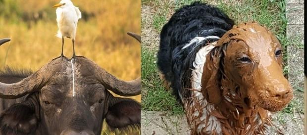 Os animais também passam por situações bem inusitadas Os animais também passam por situações bem inusitadas