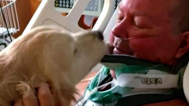 Ennesima storia di un cane 'eroe'