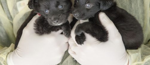 Two of the 19 puppies taken from woman accused of setting up fake pet rescue group. - ocregister.com