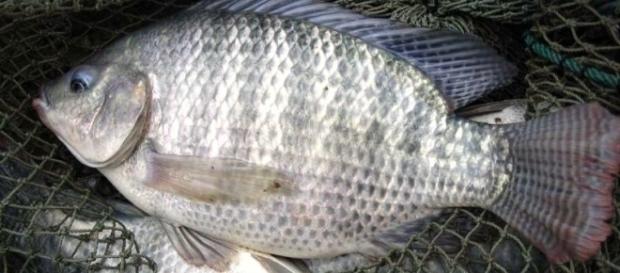 Pele de peixe pode vir a ser usada em tratamento de queimaduras graves. Pele de peixe pode vir a ser usada em tratamento de queimaduras graves.