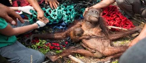 Mãe orangotango foge do incêndio florestal com o seu bebê nos braços e ambos têm um final feliz