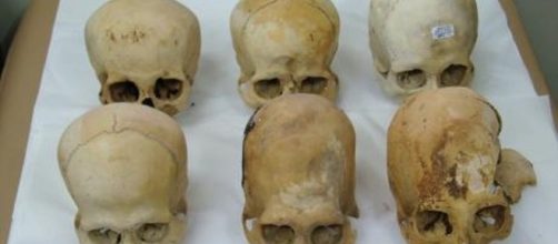 Cráneos de Paracas. Foto del Ministerio de Cultura de Perú
