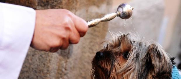 Bendición de animales en las Fiestas de San Antón Bendición de animales en las Fiestas de San Antón
