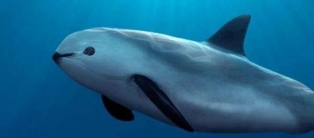 La vaquita marina está al borde de la extinción, sólo quedan 60 ... - elsolweb.tv La vaquita marina está al borde de la extinción, sólo quedan 60 ... - elsolweb.tv