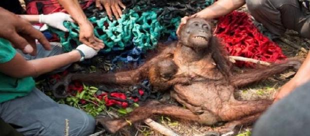 Mãe orangotango foge do incêndio florestal com o seu bebê nos braços e ambos têm um final feliz Mãe orangotango foge do incêndio florestal com o seu bebê nos braços e ambos têm um final feliz