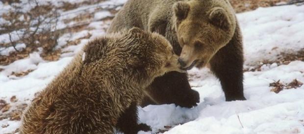 Ursos no 'Santuário de Arcturus' em Nymphaio, Grécia Ursos no 'Santuário de Arcturus' em Nymphaio, Grécia