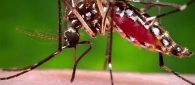 Governo de Minas decreta situação de emergência em áreas com surto de febre amarela Governo de Minas decreta situação de emergência em áreas com surto de febre amarela