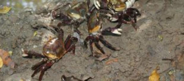 Ibama divulga datas de proibição da captura dos caranguejos Ibama divulga datas de proibição da captura dos caranguejos