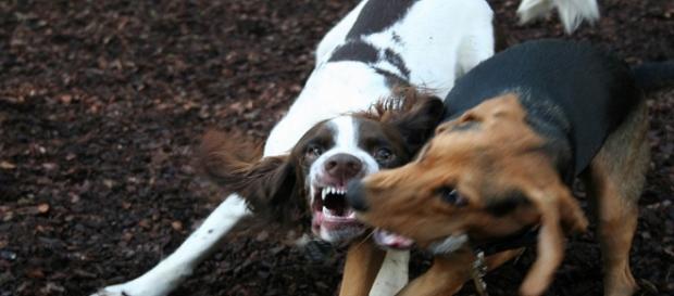 Las fiestas de San Antón ayudan a concienciar sobre el abandono animal Las fiestas de San Antón ayudan a concienciar sobre el abandono animal