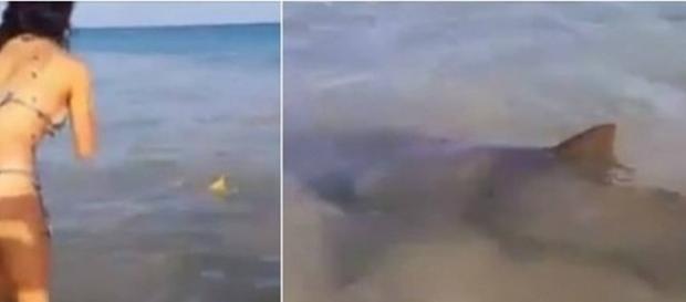 Tubarões e arraias são filmados em Fernando de Noronha Tubarões e arraias são filmados em Fernando de Noronha