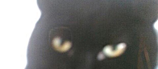 UK, gatto calpestato e scaraventato in un cespuglio da un uomo UK, gatto calpestato e scaraventato in un cespuglio da un uomo