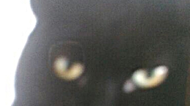 UK, gatto calpestato e scaraventato in un cespuglio da un uomo