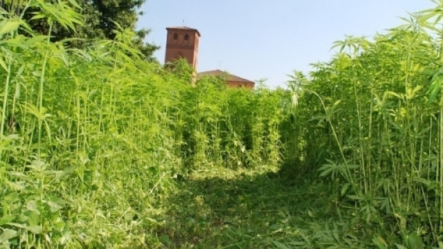Una coltivazione di canapa industriale