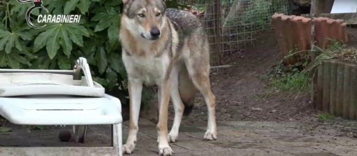 Nella bufera 9 allevamenti italiani per aver incrociato veri lupi e cani lupo, pratica fuorilegge. Foto: youtube