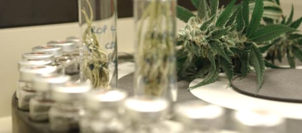 Anvisa libera remédio produzido com maconha. Anvisa libera remédio produzido com maconha.