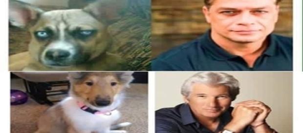 Cachorros que se parecem com artistas famosos Cachorros que se parecem com artistas famosos