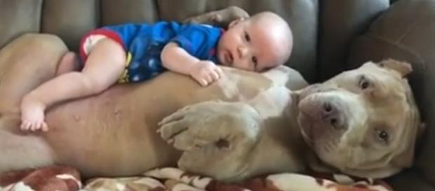 Esse é o bebê protegido por seu fiel amigo. Esse é o bebê protegido por seu fiel amigo.