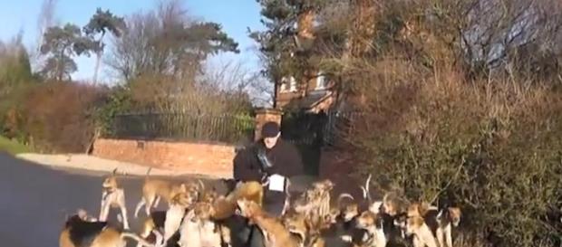 Inghilterra, volpe dilaniata dai cani randagi: la denuncia degli animalisti Inghilterra, volpe dilaniata dai cani randagi: la denuncia degli animalisti