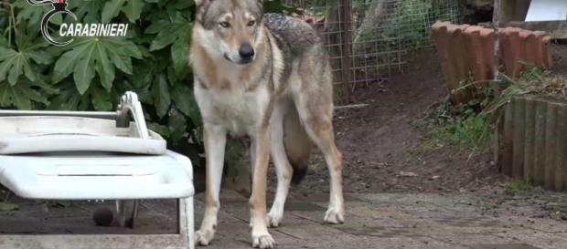 Nella bufera 9 allevamenti italiani per aver incrociato veri lupi e cani lupo, pratica fuorilegge. Foto: youtube Nella bufera 9 allevamenti italiani per aver incrociato veri lupi e cani lupo, pratica fuorilegge. Foto: youtube