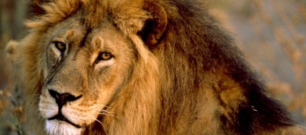 Tre leoni aggrediscono veterinario e assistente in una riserva naturale giordana Tre leoni aggrediscono veterinario e assistente in una riserva naturale giordana