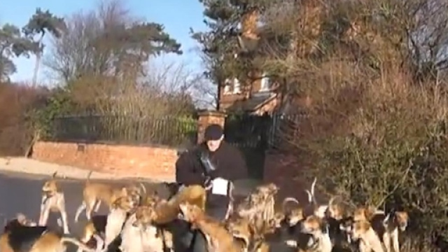 Inghilterra, volpe dilaniata dai cani randagi: la denuncia degli animalisti