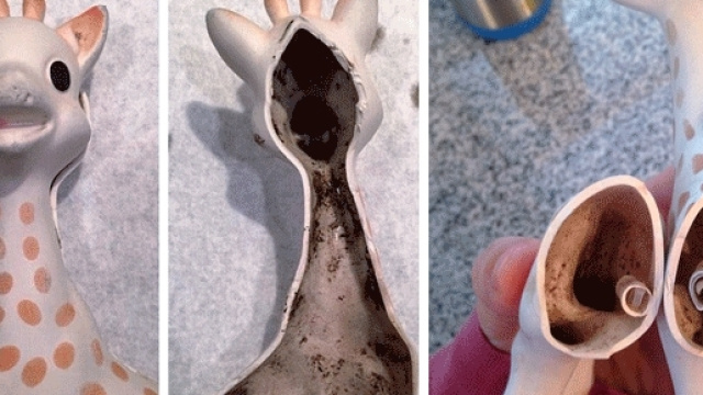 La presse anglophone fait grand cas des moisissures pouvant appara&icirc;tre &agrave; l'int&eacute;rieur de Sophie la Girafe