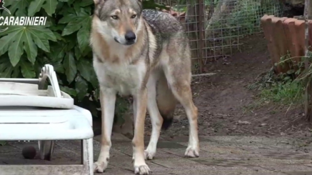 Nella bufera 9 allevamenti italiani per aver incrociato veri lupi e cani lupo, pratica fuorilegge. Foto: youtube